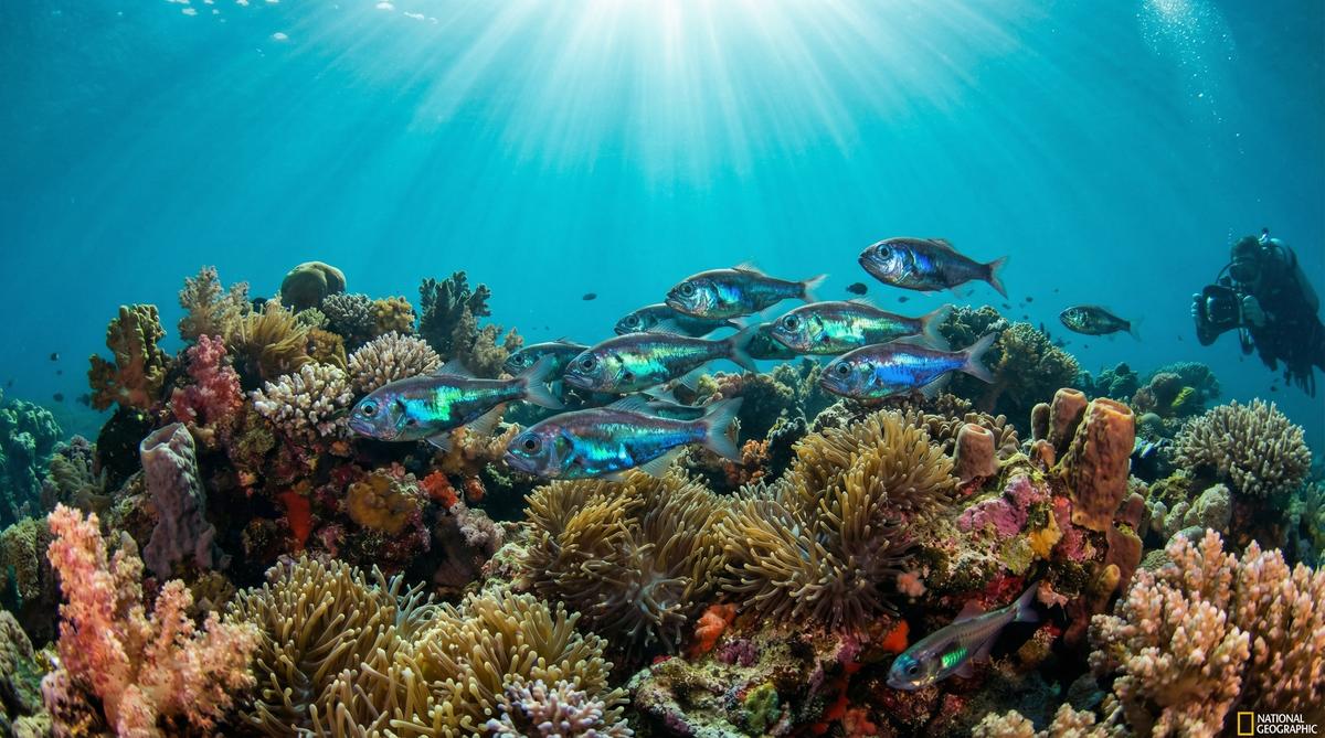 抖阴深海鱼视频